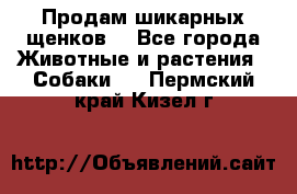 Продам шикарных щенков  - Все города Животные и растения » Собаки   . Пермский край,Кизел г.